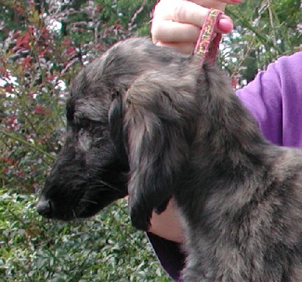 Pink-BlkMskSilver BrindleGirlH10wks.jpg - 52.01 K